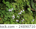 森林之花 24890710