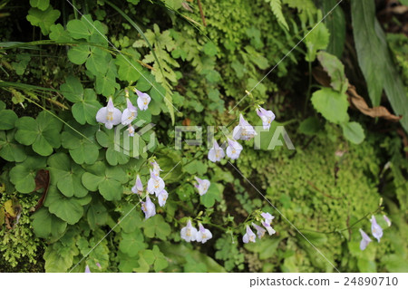 森林之花 森林之花 24890710