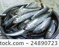 新鮮的沙丁魚 24890723