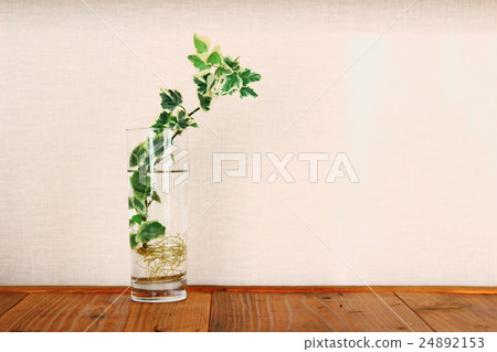 常春藤充滿了一個虛榮心 24892153