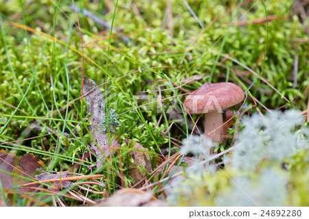 Lactarius rufus growing on forest 24892280