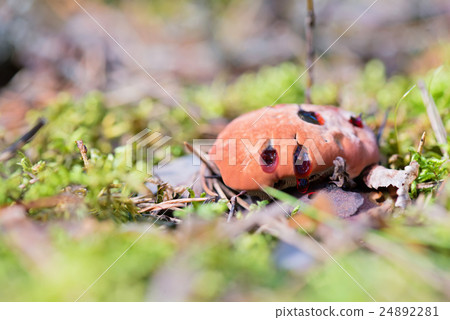 Hydnellum peckii - mushroom in mossy forest 24892281