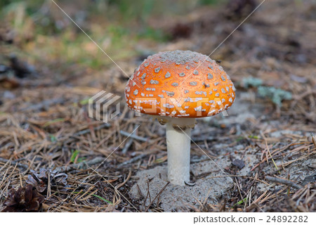 Amanita growing on forest 24892282