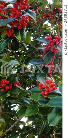 The beautiful Chinese fruit of Chinese Holly (Christmas Horley) The beautiful Chinese fruit of Chinese Holly (Christmas Horley) 24892712