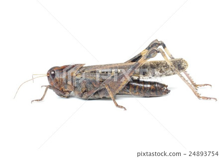 Beside the car grasshopper 24893754