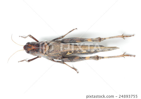 Vehicle grasshopper top side beside it 24893755