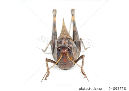 汽車螞蚱的前方 24893758