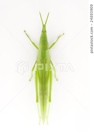 Ovebuta top vertical 24893909