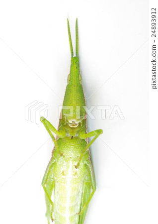 Ombatta ventral head 24893912