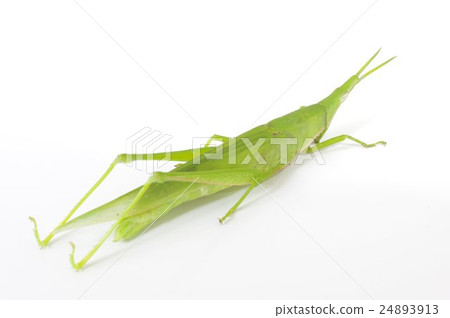 Bird's eye view lateral view 24893913