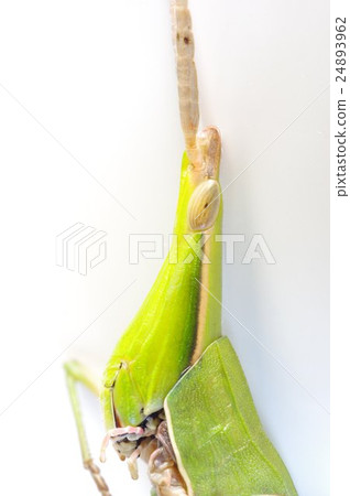 Shorurata grasshopper (psychotic insect) face expansion Shorurata grasshopper (psychotic insect) face expansion 24893962