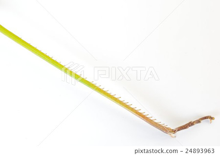 Shorurata (grasshopper) foot enlargement Shorurata (grasshopper) foot enlargement 24893963