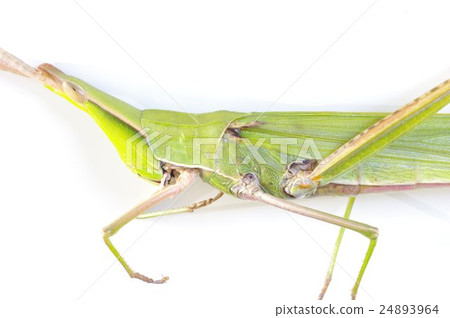 Shoulou grasshopper (spiritual insect) half-width side 24893964