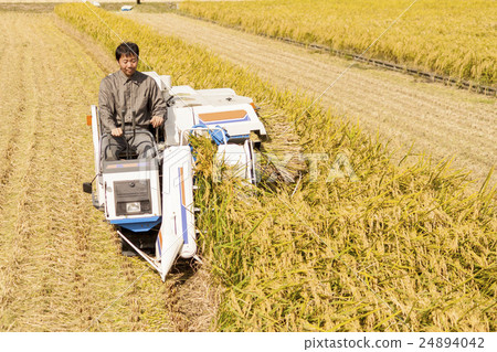 水稻與聯合收割機收割 24894042