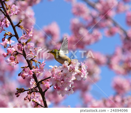 White-eye and cherry White-eye and cherry 24894096