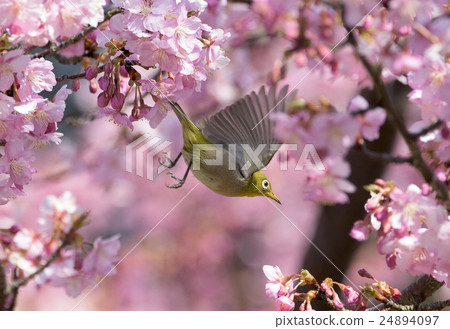 White-eye and cherry 24894097