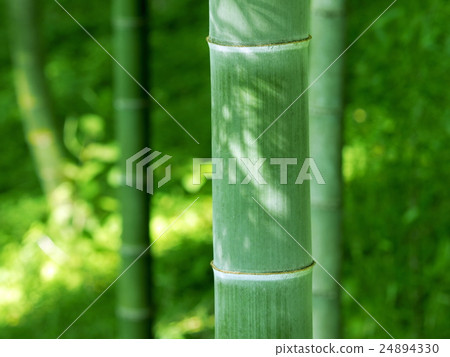 Yame-shi竹林夏天 Yame-shi竹林夏天 24894330