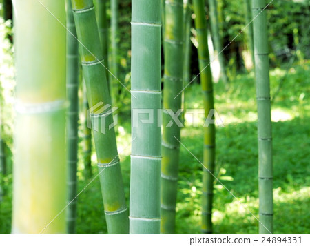 Yame-shi竹林夏天 24894331