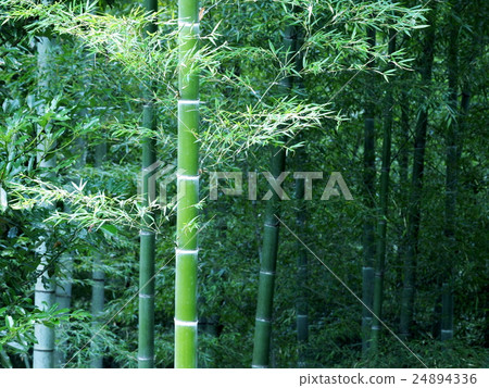 Yame-shi bamboo forest summer 24894336