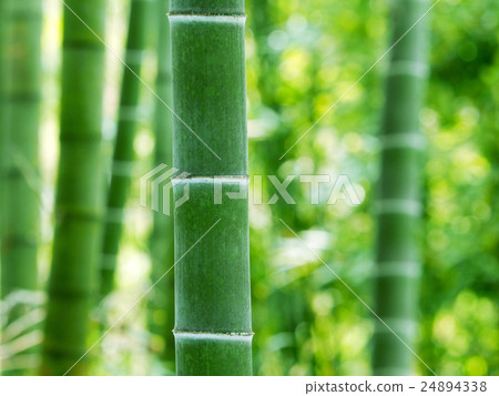 Stock Photo: bamboo, bamboo thicket, bamboo forest