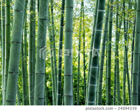 Yame-shi bamboo forest summer 24894339
