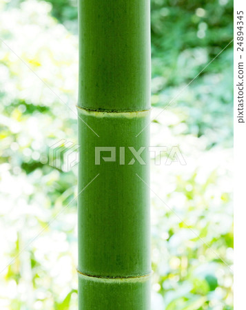 Stock Photo: bamboo, bamboo thicket, bamboo forest