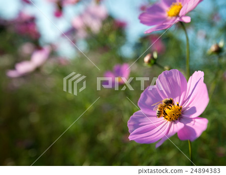 Image of autumn 24894383
