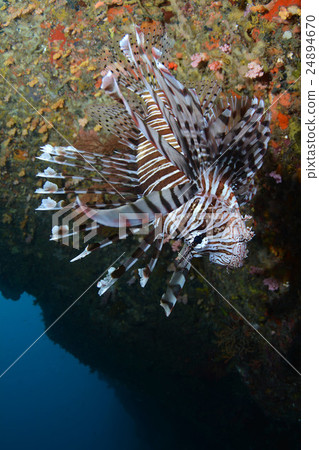 Hanturkey魚 24894670