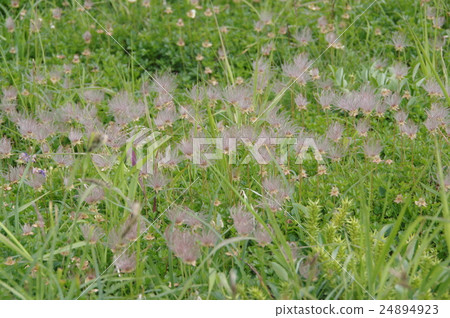 Shizuken mountain · Tingleba flower finished Kazaguruma 24894923