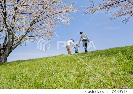 The back of three families who play in the cherry-blossoming park The back of three families who play in the cherry-blossoming park 24895181