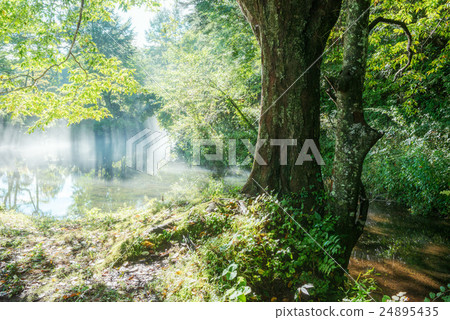 The waterside of the pond 24895435