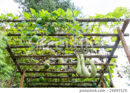 Shelf cultivation 24895529