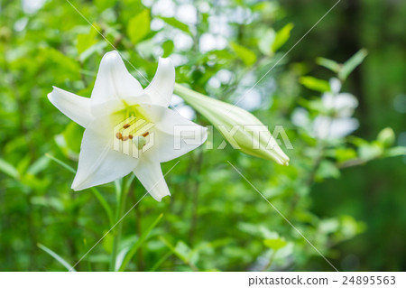 開花在龍潭寺廟的百合花 24895563