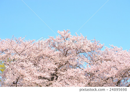 櫻花 櫻花 24895698