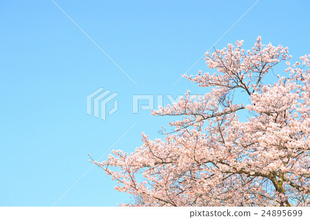 櫻花 櫻花 24895699
