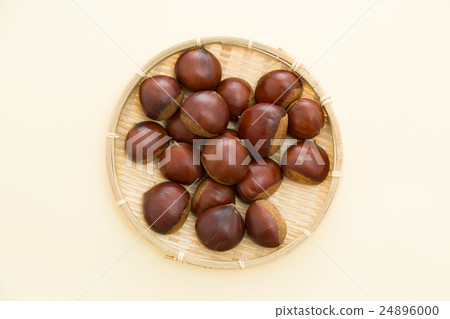 Chestnut yellow back Chestnut yellow back 24896000