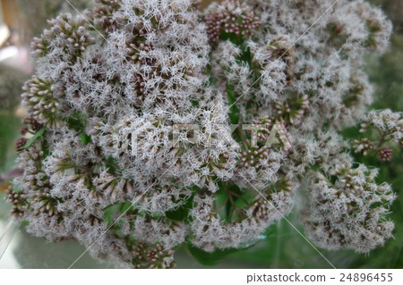 Fuji Bakama flower 24896455