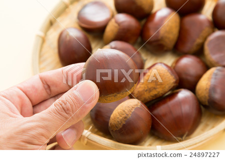 板栗黃背 24897227