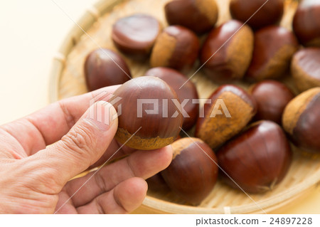 板栗黃背 24897228