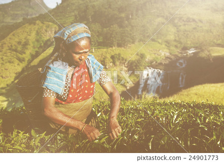 Indigenous Sri Lankan Tea Picker Picking Tea Concept Indigenous Sri Lankan Tea Picker Picking Tea Concept 24901773