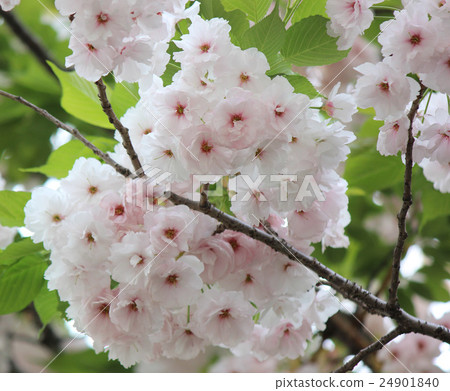雙層櫻花與淺粉色花瓣(3) 雙層櫻花與淺粉色花瓣(3) 24901840