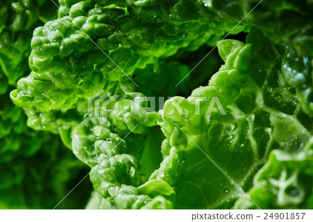 Savoy cabbage texture Savoy cabbage texture 24901857