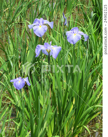Iris Iris 24902125