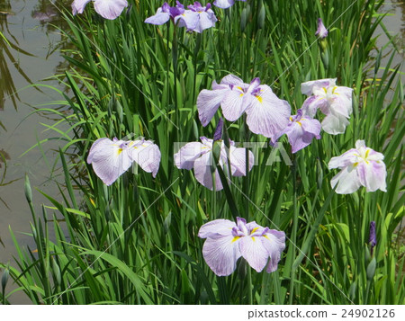 Iris Iris 24902126