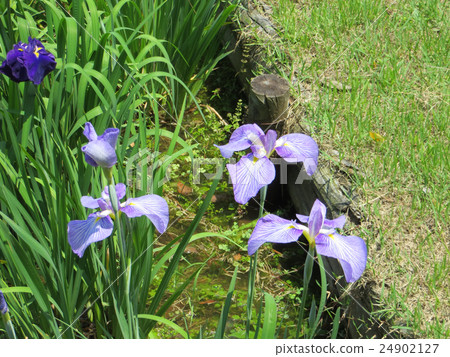 Iris Iris 24902127