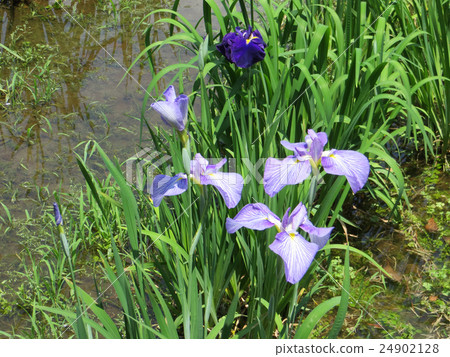 Iris Iris 24902128