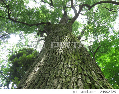 Tree looked up Tree looked up 24902129