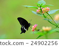 玉帶鳳蝶訪花 24902256