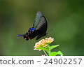 翠鳳蝶訪花 24902257