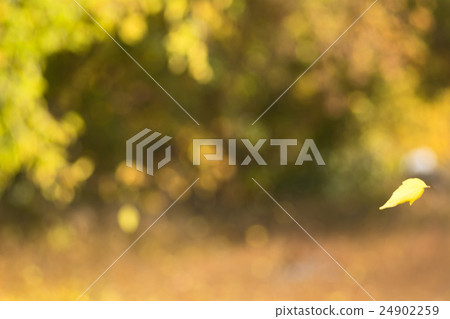 Yellow autumn leaf falling Yellow autumn leaf falling 24902259